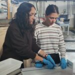 Biometria de Liza aurata